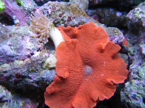 Sacrophyton.jpg