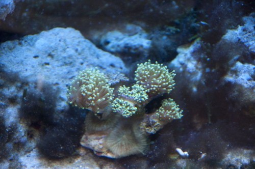 20100825_2268 1.jpg (68.86 KiB) Vist 1217 gange hammer og alger