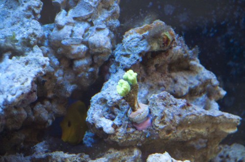 20100825_2267 1.jpg (76.48 KiB) Vist 1217 gange Caulastra og gul kirug