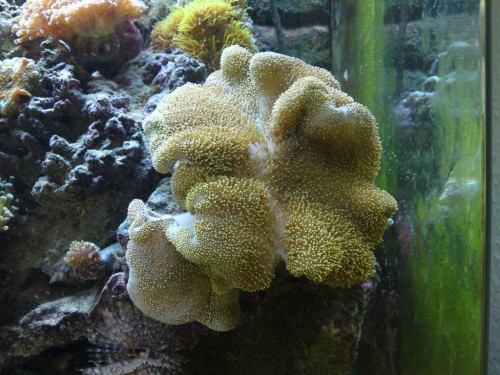 Sarcophyton elegans.jpg