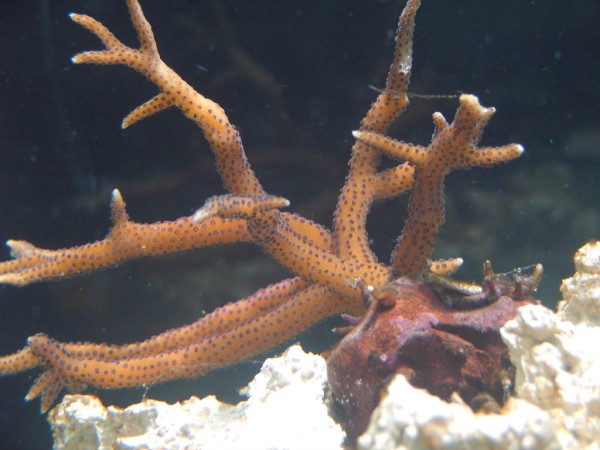 hystrix.jpg