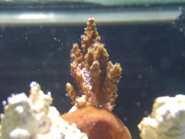 acropora.jpg