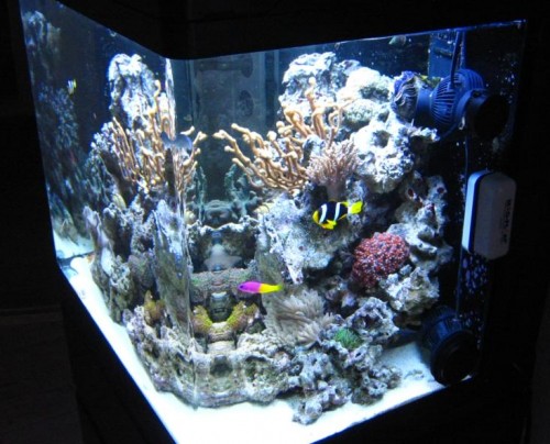 Full tank (4).JPG