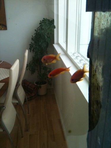 foto.jpg