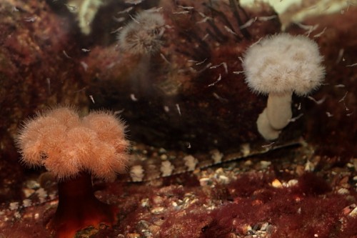 IMG_3628.JPG (115.16 KiB) Vist 2814 gange sø-nellike