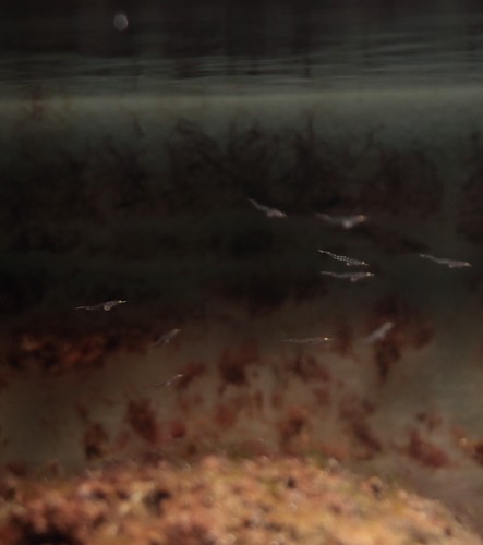 IMG_3615.JPG (118.78 KiB) Vist 2814 gange mysis