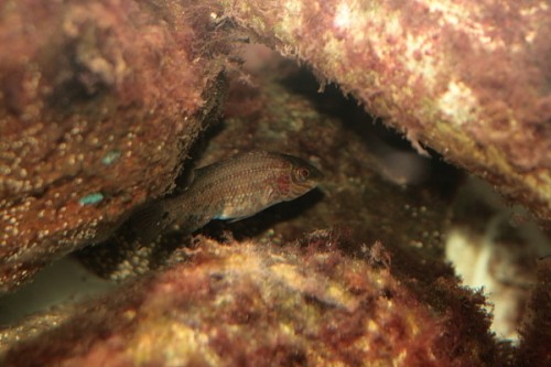 IMG_3625.JPG (119.47 KiB) Vist 2814 gange sav-gylte