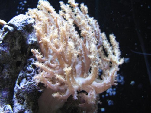 1 (4) (Medium).JPG