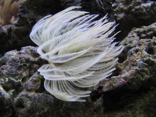 1 (7) (Medium).JPG
