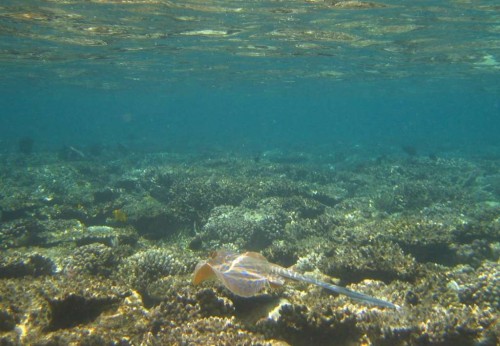 Rokke Hurgarda 2.jpg