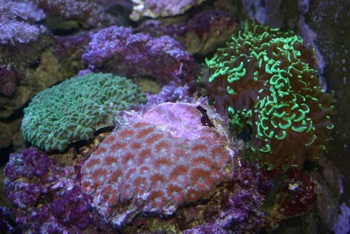 acantha 650.- euphyllia ancora xl 500.-