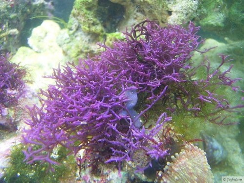 hypnea_pannosa.jpg