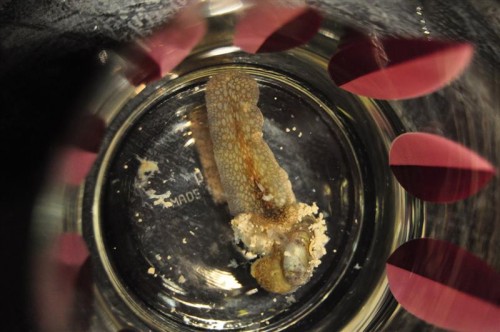 DSC_1789 (Medium).JPG