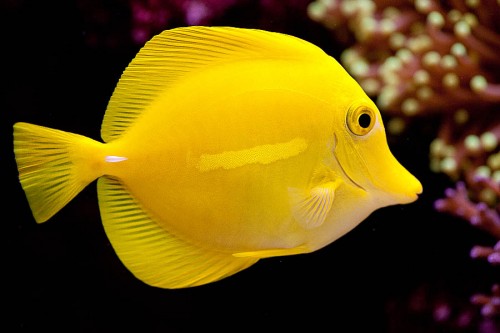 101017 syge fisk (6 of 18).jpg