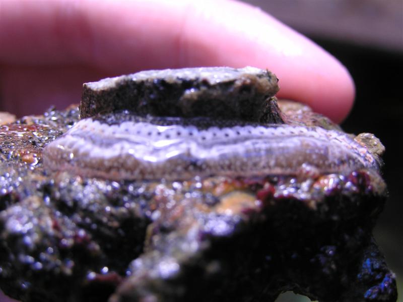 Billede 253 (Medium).jpg