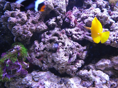 Min bicolor blenny har fundet en ny bolig