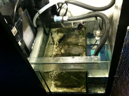 IMG_0259.JPG (116.33 KiB) Vist 2004 gange Sump