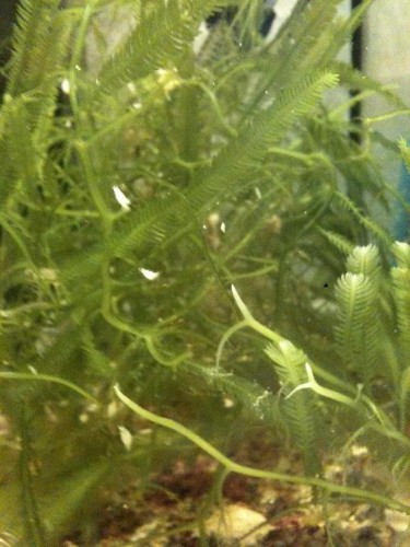 IMG_0236.JPG (107.11 KiB) Vist 2004 gange Hvide dimser?