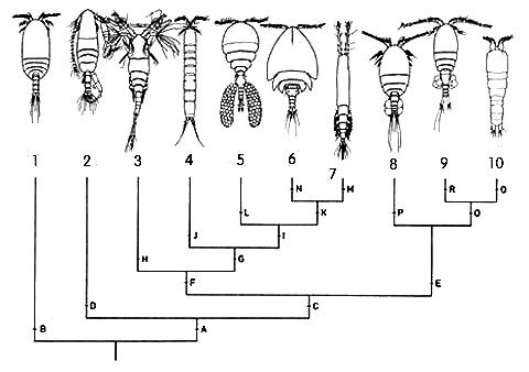 copepodPhylogeny.jpg