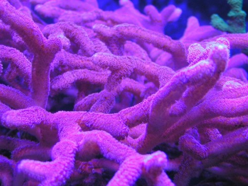 PICT0007.JPG