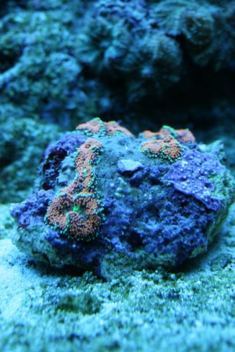 IMG_5007_small.JPG