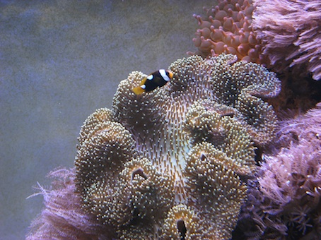 En af klovnfiskene holder til en sarcophyton og en af bubbletipperne der sidder øverst i akvariet.