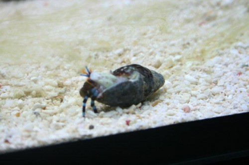 Eramitkrabs