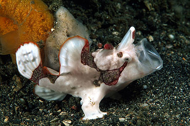 Fog_fish_ANTAntennariusmaculatuszann.jpg