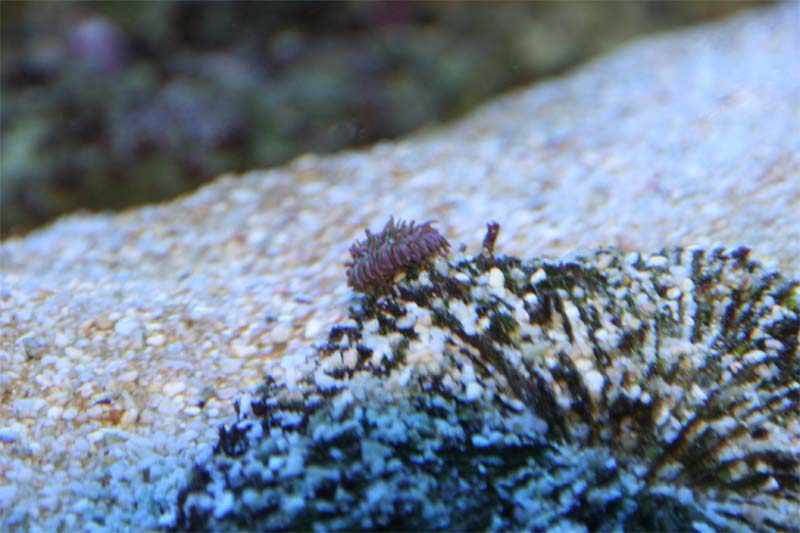 Heliofungia fragment