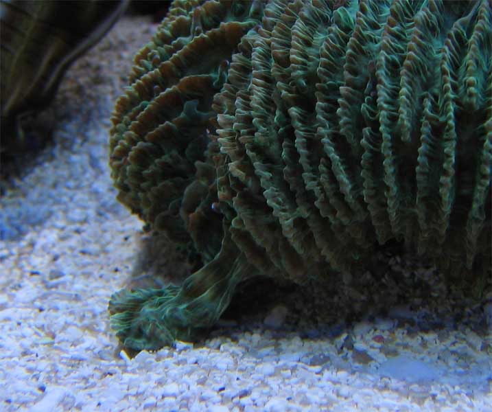 H_limax_frag.jpg