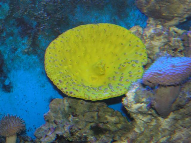 Billede 291 (Small).jpg