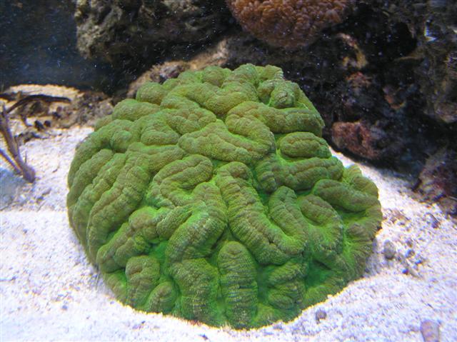 Billede 274 (Small).jpg