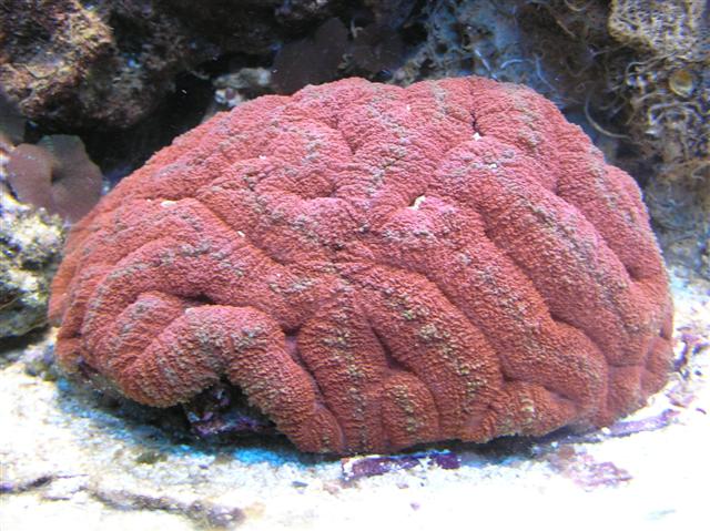 Billede 273 (Small).jpg