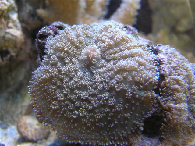 Billede 299 (Small).jpg