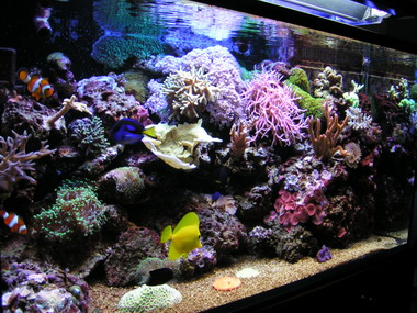 forum pic 32.jpg