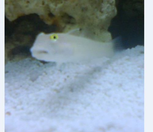fisk?