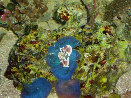 Lille anemone krabbe (Medium).JPG