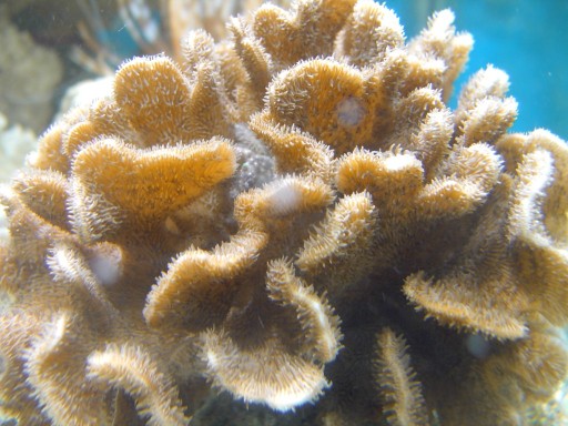 2 (512 x 384).jpg