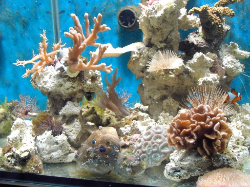 5 (512 x 384).jpg