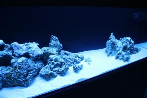 saltvandsakvarie 051 (Small).jpg