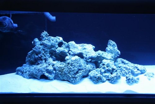 saltvandsakvarie 047 (Small).jpg