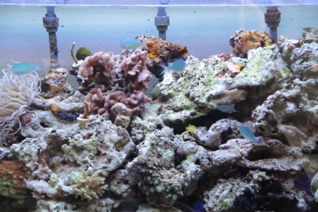 Grøn Chromis