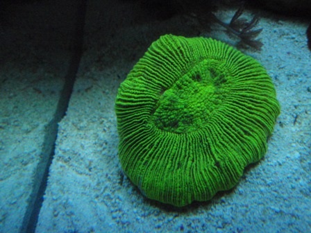 Trachyphyllia geoffroyi