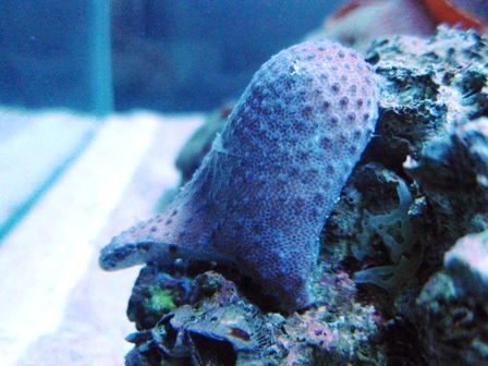 Sarcophyton frag