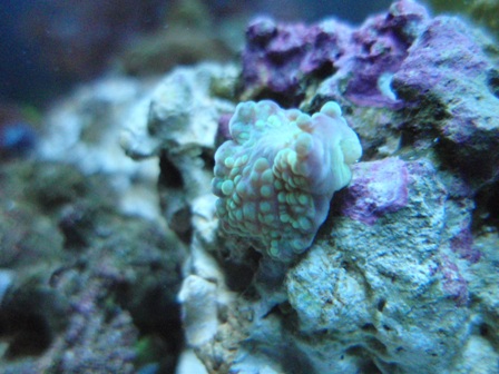 Ricordea florida