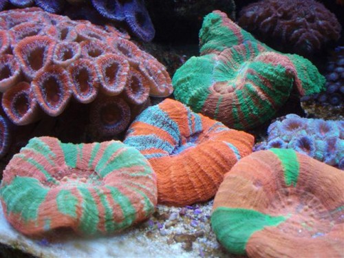 Acanland 002 (Small).jpg
