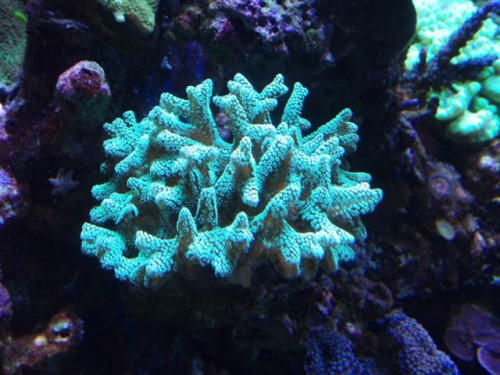 Acanland 009 (Small).jpg