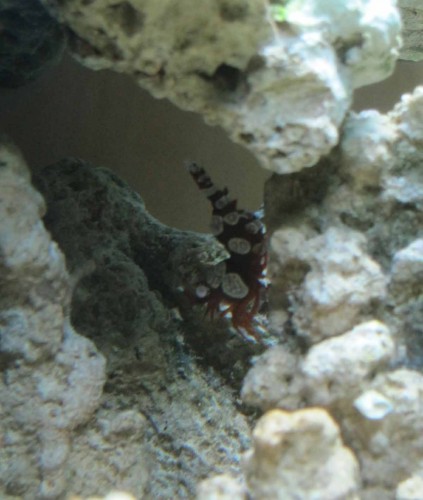 Min søde sexy shrimp, der altid vrikker med røven! ;-)