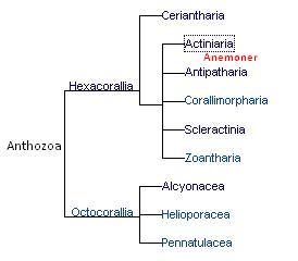 anthozoa.JPG