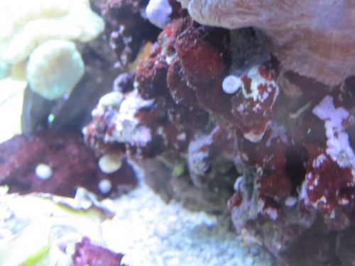 IMG_1262 [640x480].JPG